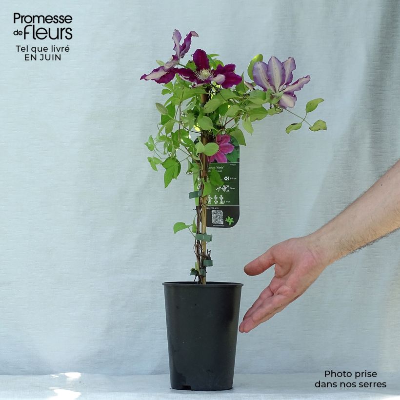 Exemplaar van Clematis Hania - Grootbloemige clematis Pot van 2 l/3 l zoals geleverd in de zomer