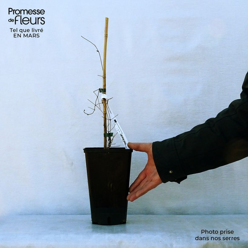 Example of Clematis Hania - Grootbloemige clematis Pot van 2 l/3 l as you get in printemps