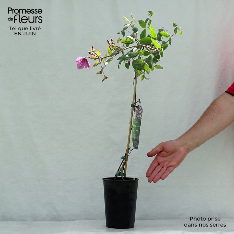 Exemplaar van Clematis diversifolia Hendryetta - Kleinbloemige clematis Pot van 2 l/3 l zoals geleverd in de zomer