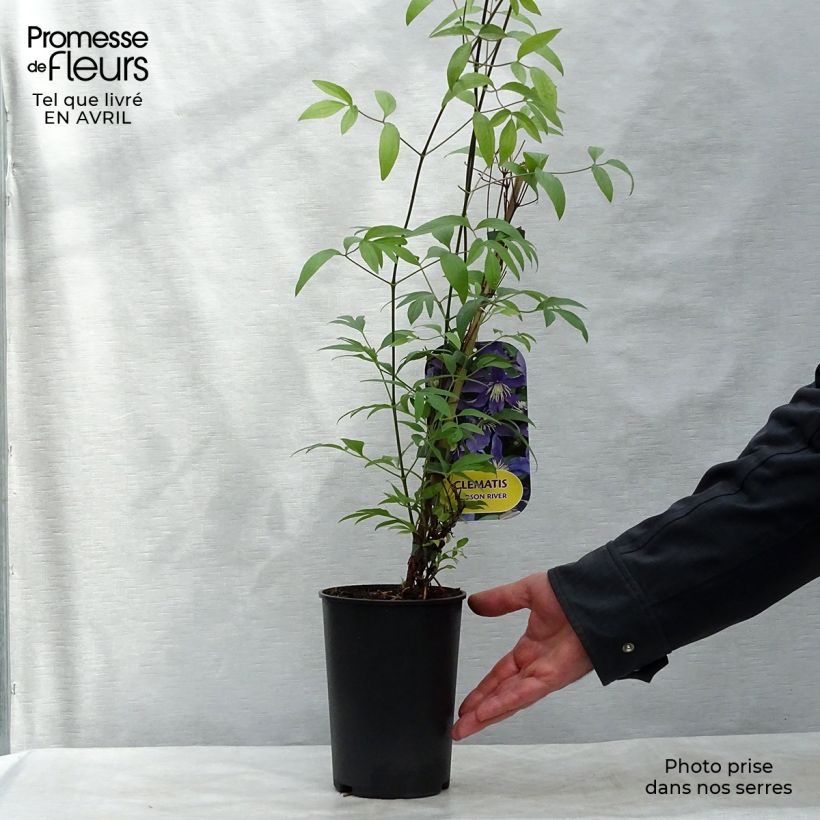 Example of Clematis diversifolia Hudson River - Kleinbloemige clematis Pot van 2 l/3 l as you get in printemps