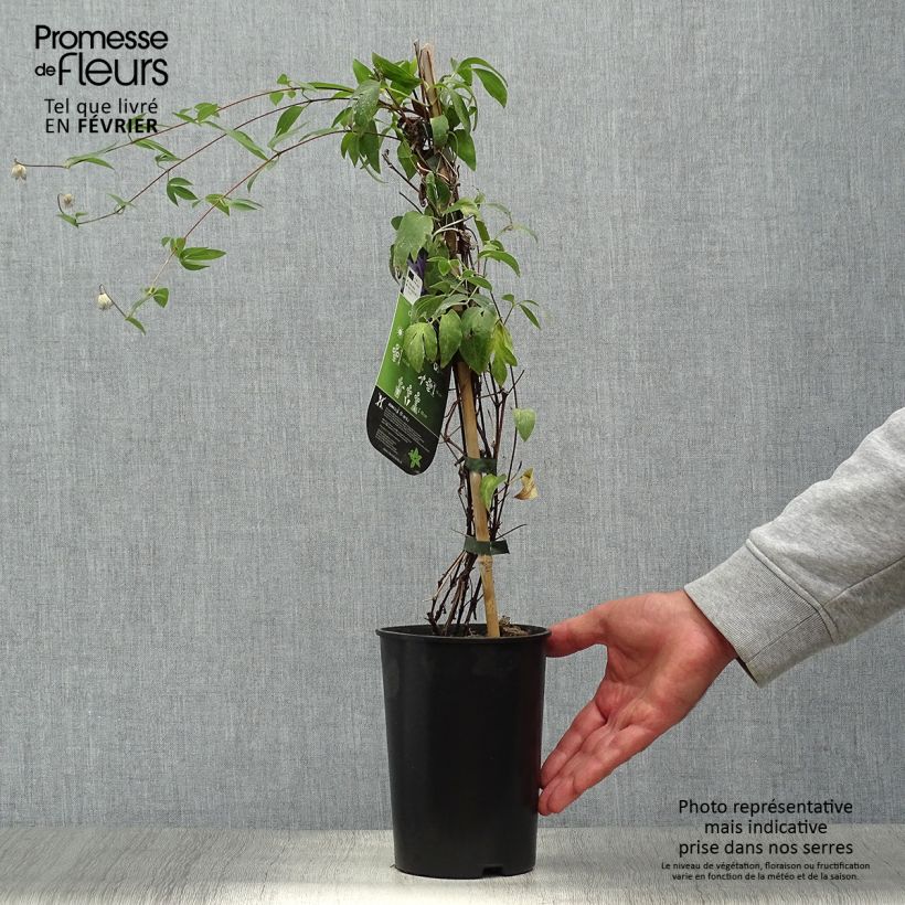 Exemplaar van Clematis diversifolia Hudson River - Kleinbloemige clematis Pot van 2 l/3 l zoals geleverd in de herfst