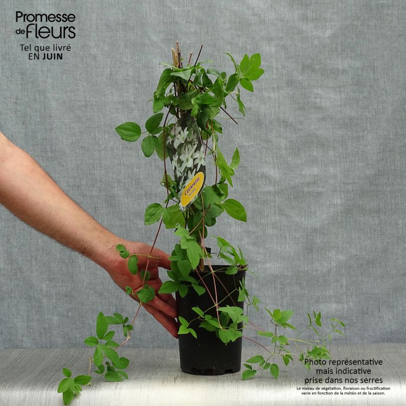 Exemplaar van Clematis Huldine - Italiaanse clematis Pot van 2 l/3 l zoals geleverd in de zomer