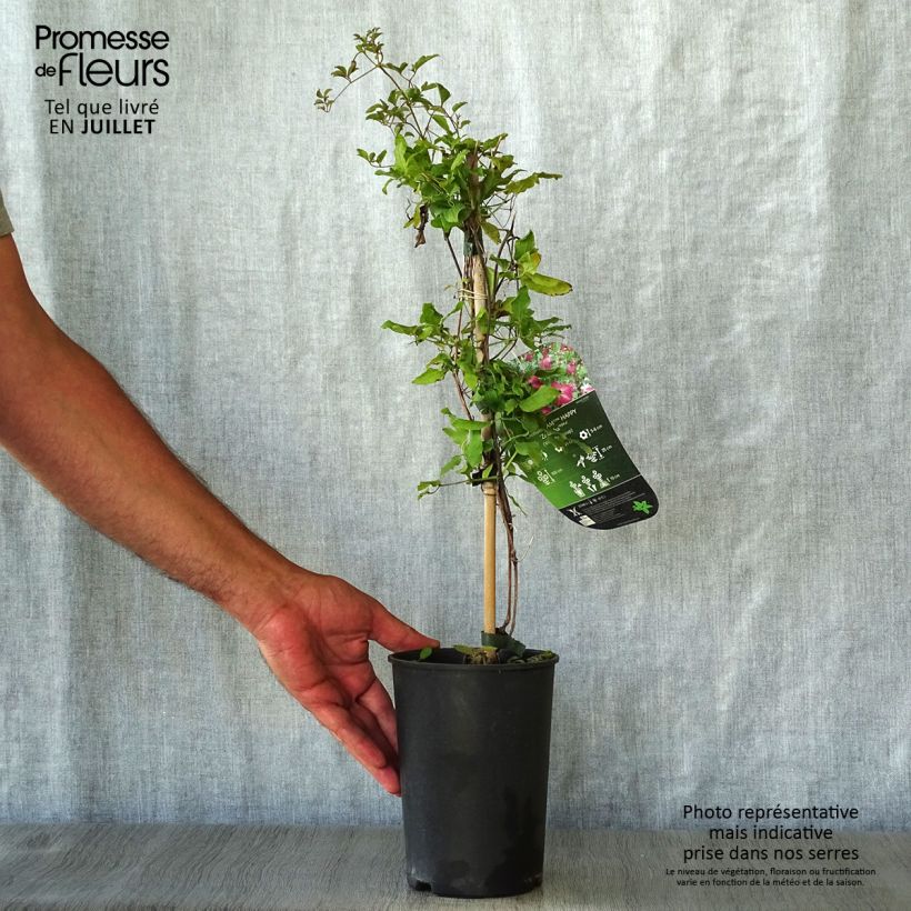 Exemplaar van Clematis viticella I am Happy - Italiaanse clematis Pot van 2 l/3 l zoals geleverd in de zomer