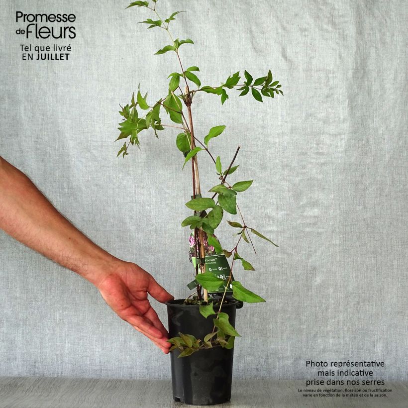 Exemplaar van Clematis diversifolia Jan Fopma - Kleinbloemige clematis Pot van 2 l/3 l zoals geleverd in de zomer