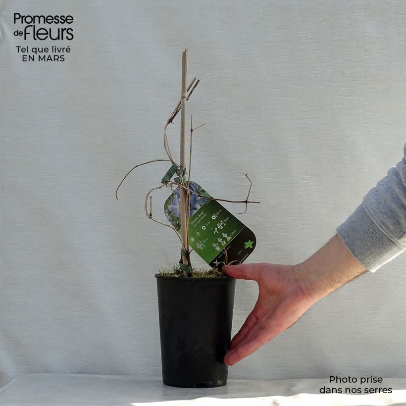 Exemplaar van Clematis jackmanii Jenny - Bosrank Pot van 2 l/3 l zoals geleverd in de lente