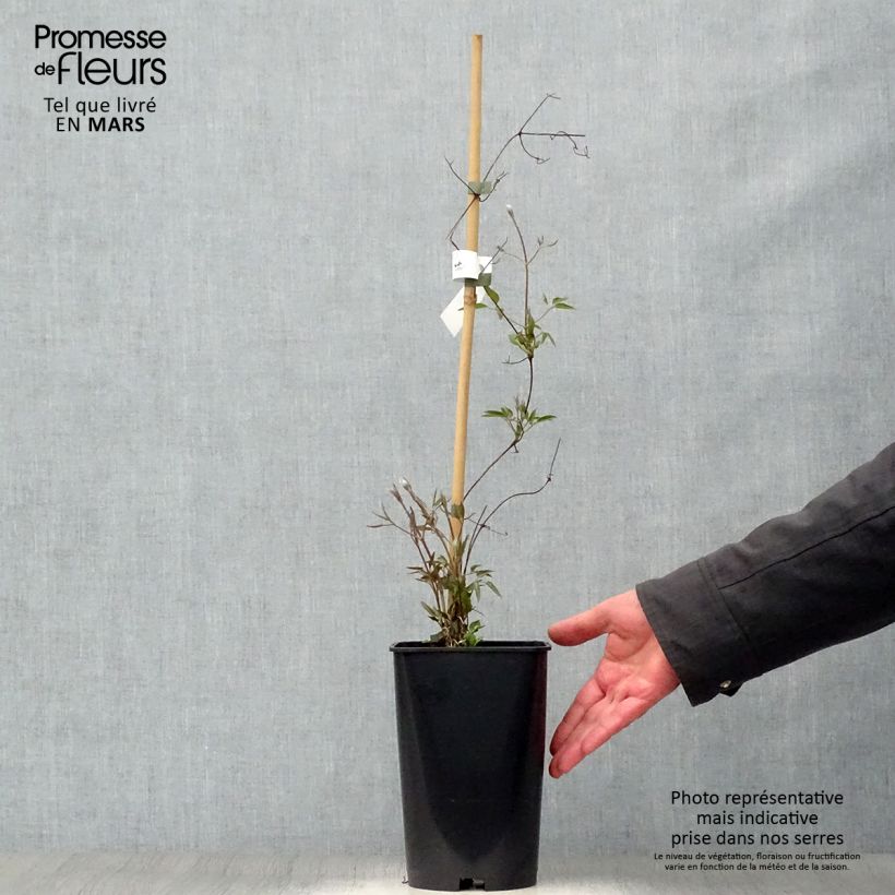 Example of Clematis patens Joséphine EviJohill - - Bosrank Pot van 2 l/3 l as you get in printemps