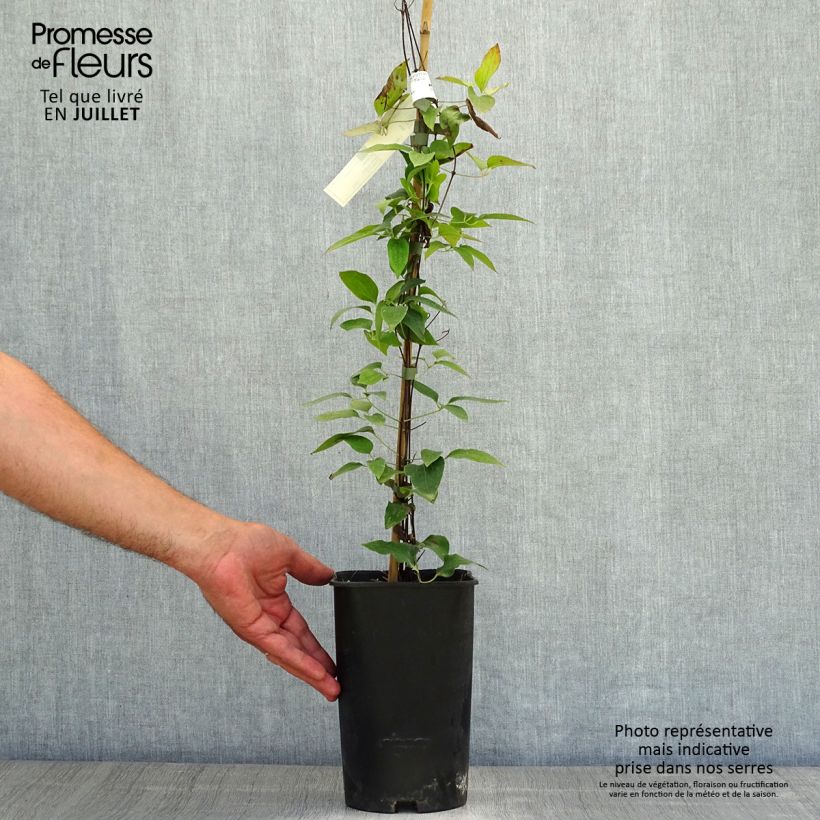 Exemplaar van Clematis patens Joséphine EviJohill - - Bosrank Pot van 2 l/3 l zoals geleverd in de zomer