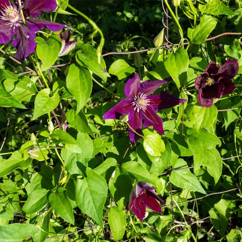 Clematis patens Julka - - Bosrank (Groeiplaats)