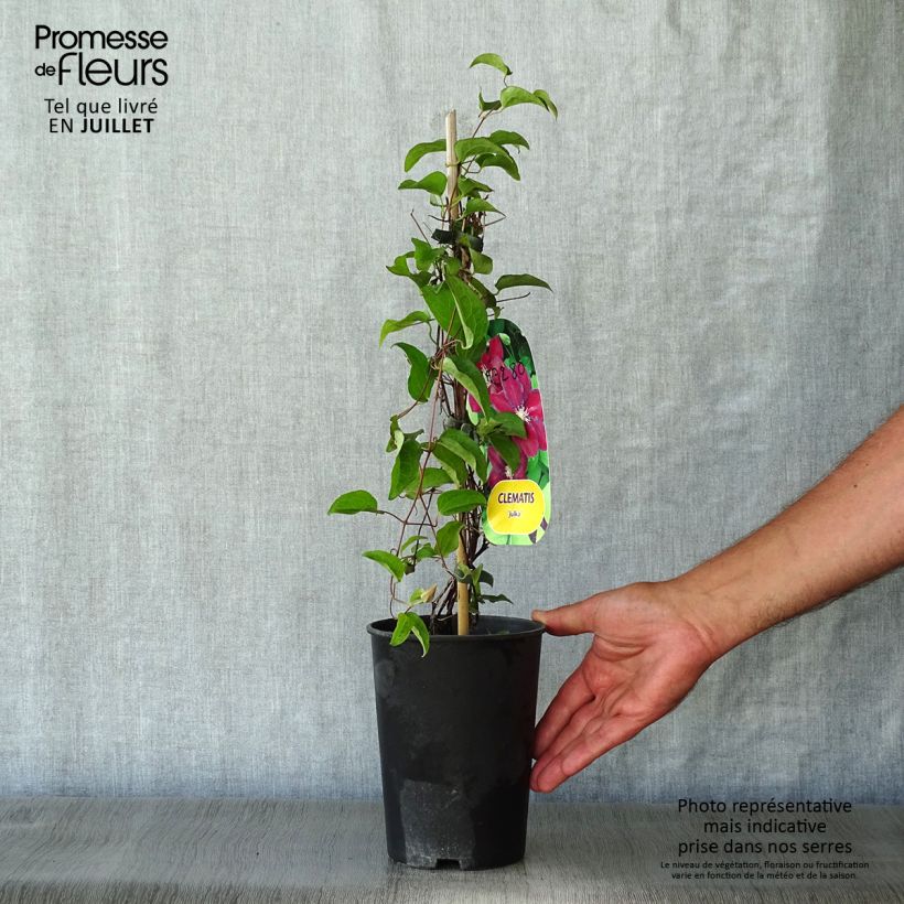 Exemplaar van Clematis patens Julka - - Bosrank Pot van 1,5 l/2 l zoals geleverd in de zomer