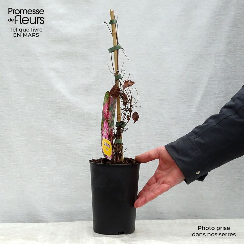 Exemplaar van Clematis patens Kaen - Bosrank Pot van 2 l/3 l zoals geleverd in de lente