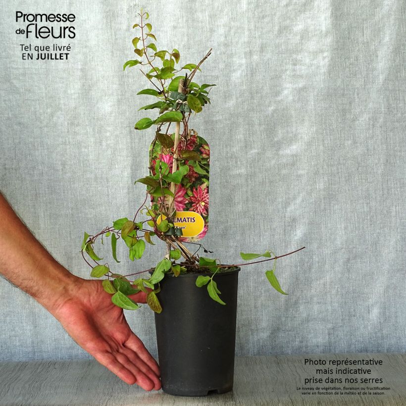 Exemplaar van Clematis patens Kaen - Bosrank Pot van 2 l/3 l zoals geleverd in de zomer