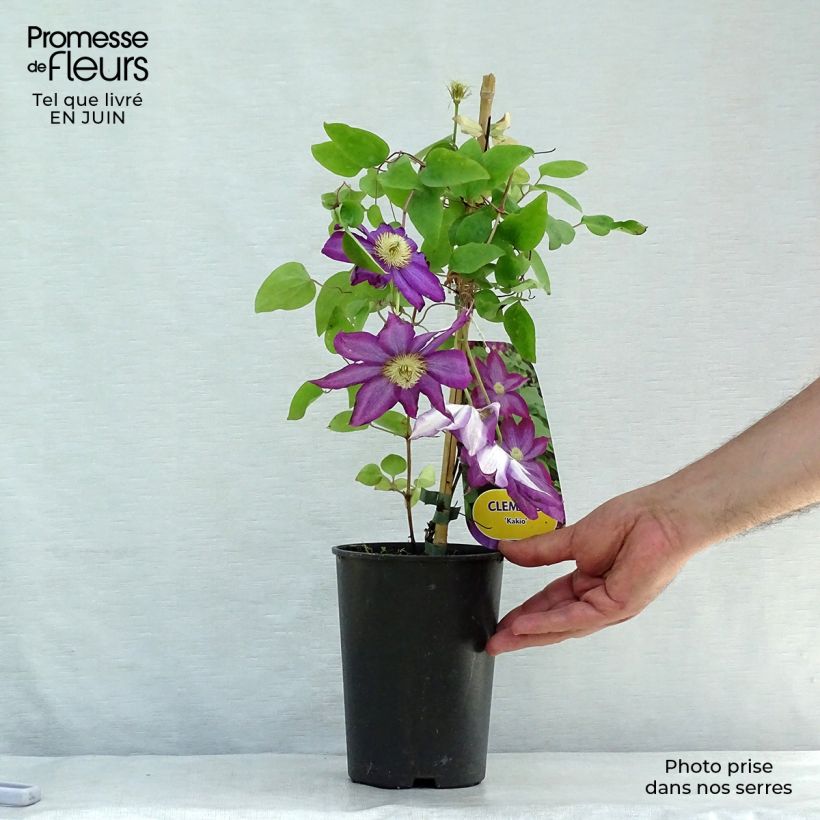 Exemplaar van Clematis patens Kakio - Bosrank Pot van 2 l/3 l zoals geleverd in de zomer