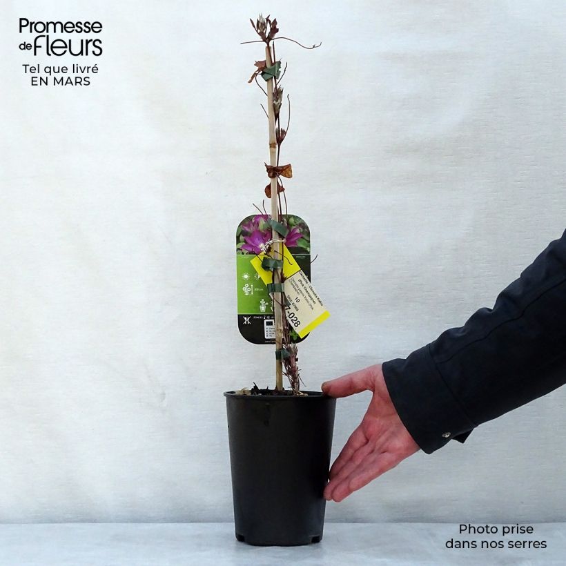 Exemplaar van Clematis patens Kakio - Bosrank Pot van 2 l/3 l zoals geleverd in de lente