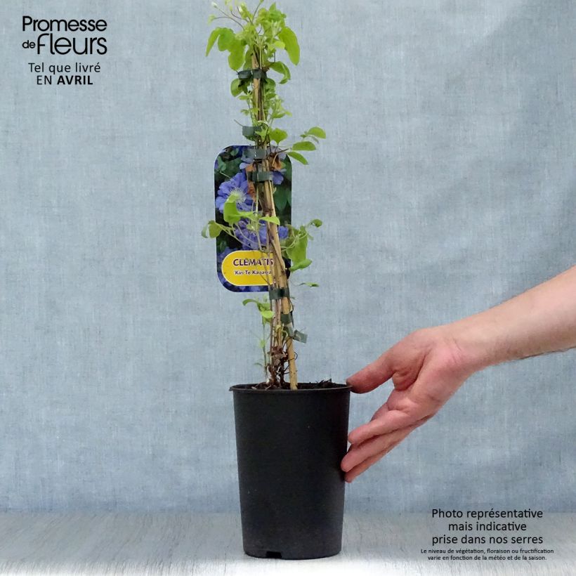 Example of Clematis patens Kiri Te Kanawa - Bosrank Pot van 2 l/3 l as you get in printemps