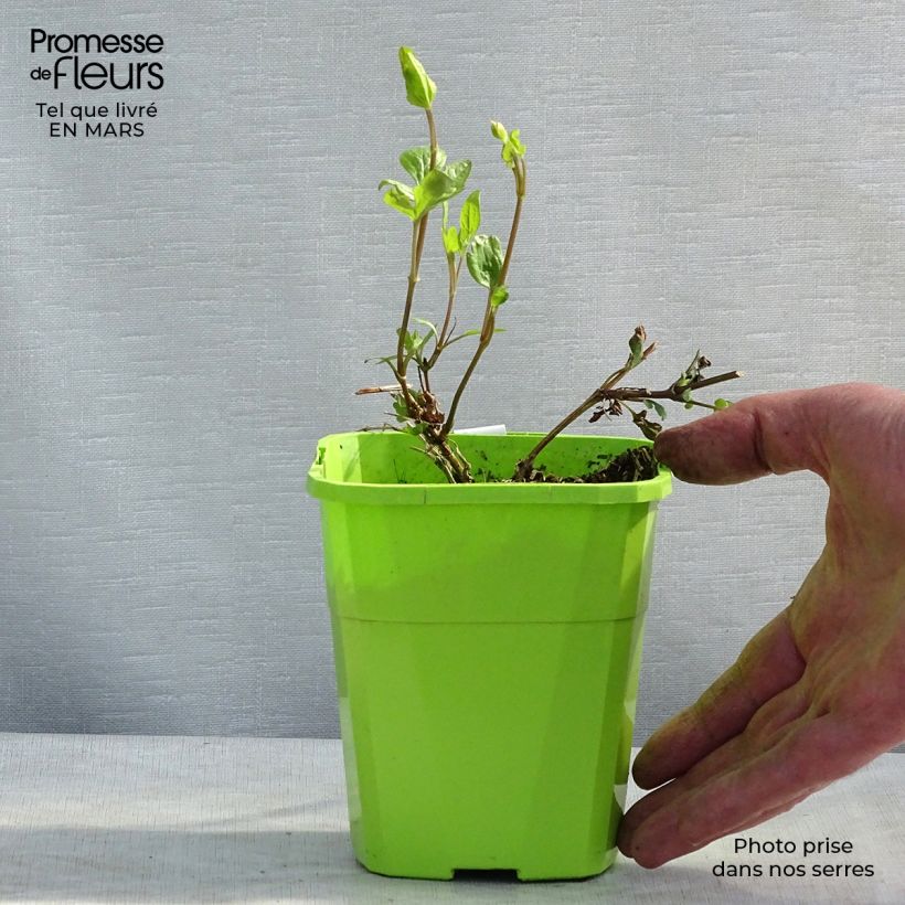 Exemplaar van Clematis Kokonoe - Grootbloemige clematis Pot van 1 l/1,5 l zoals geleverd in de winter