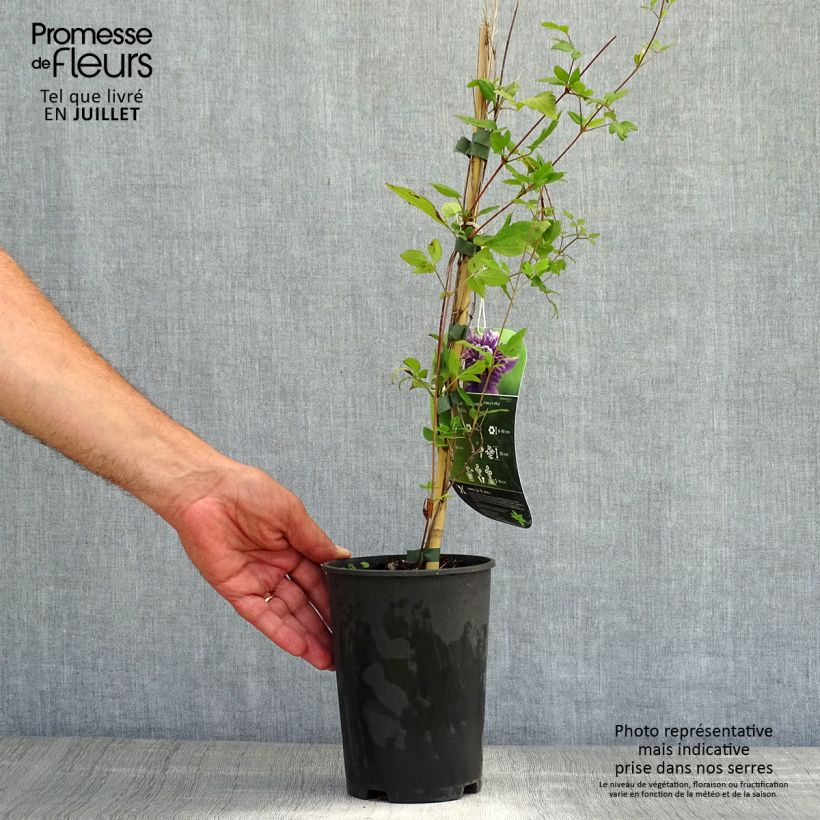 Exemplaar van Clematis Kokonoe - Grootbloemige clematis Pot van 2 l/3 l zoals geleverd in de zomer