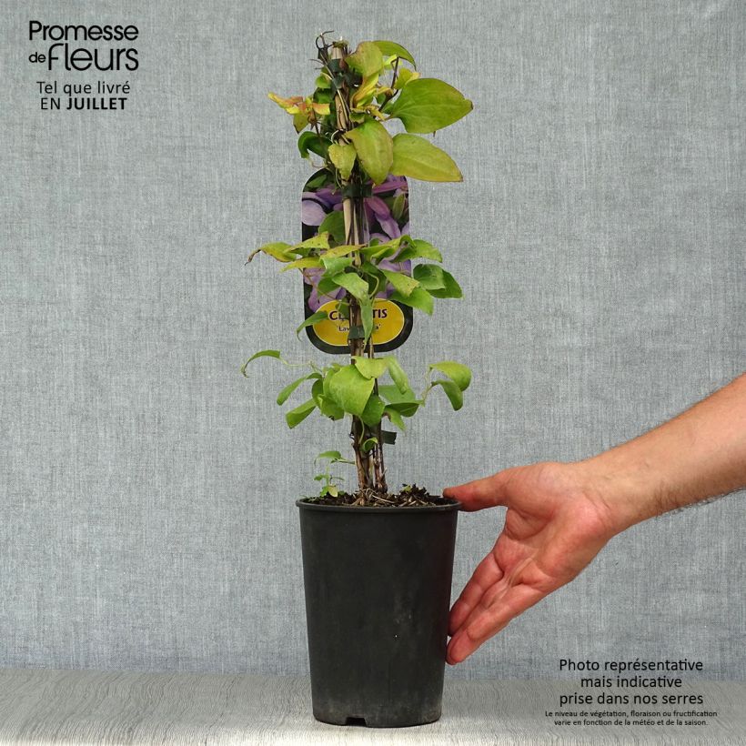 Exemplaar van Clematis Lawsoniana - Bosrank Pot van 1,5 l/2 l zoals geleverd in de zomer
