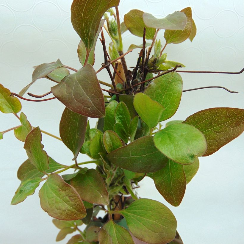 Clematis patens Little Mermaid - Bosrank (Foliage)