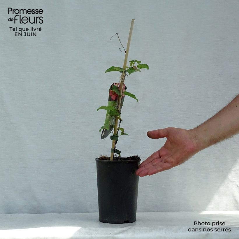 Exemplaar van Clematis patens Little Mermaid - Bosrank Pot van 2 l/3 l zoals geleverd in de zomer