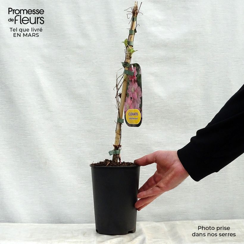 Example of Clematis patens Little Mermaid - Bosrank Pot van 2 l/3 l as you get in printemps