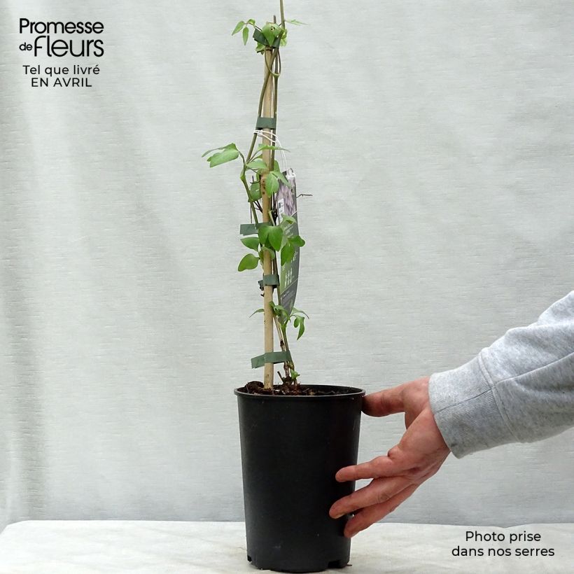 Example of Clematis jackmanii Lucky Charm - Bosrank Pot van 2 l/3 l as you get in printemps