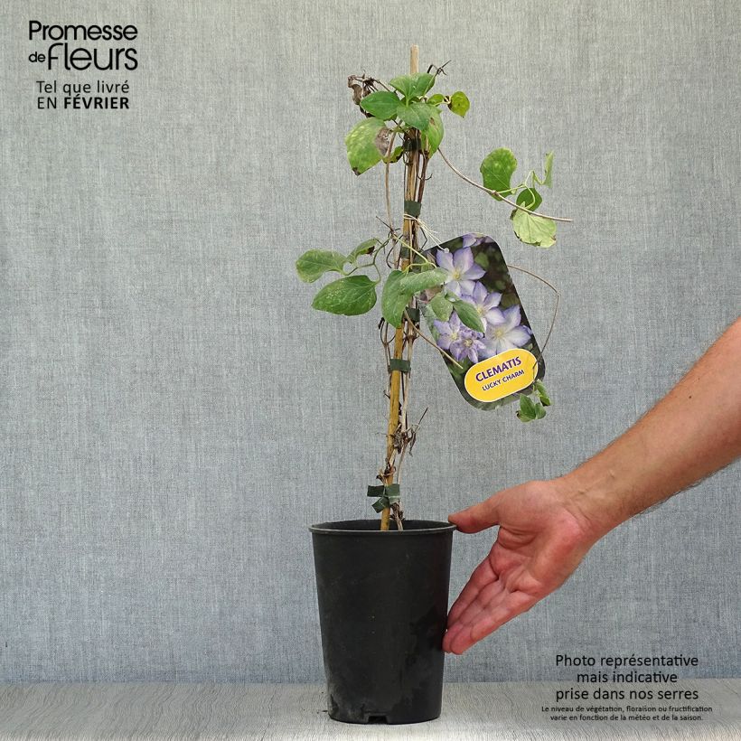 Exemplaar van Clematis jackmanii Lucky Charm - Bosrank Pot van 2 l/3 l zoals geleverd in de herfst