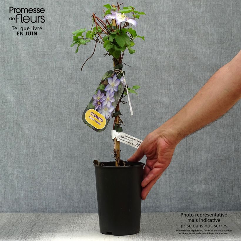 Exemplaar van Clematis jackmanii Lucky Charm - Bosrank Pot van 2 l/3 l zoals geleverd in de zomer