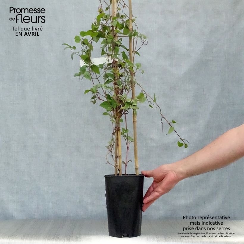 Example of Clematis jackmanii Madame Edouard André - Bosrank Pot van 2 l/3 l as you get in printemps