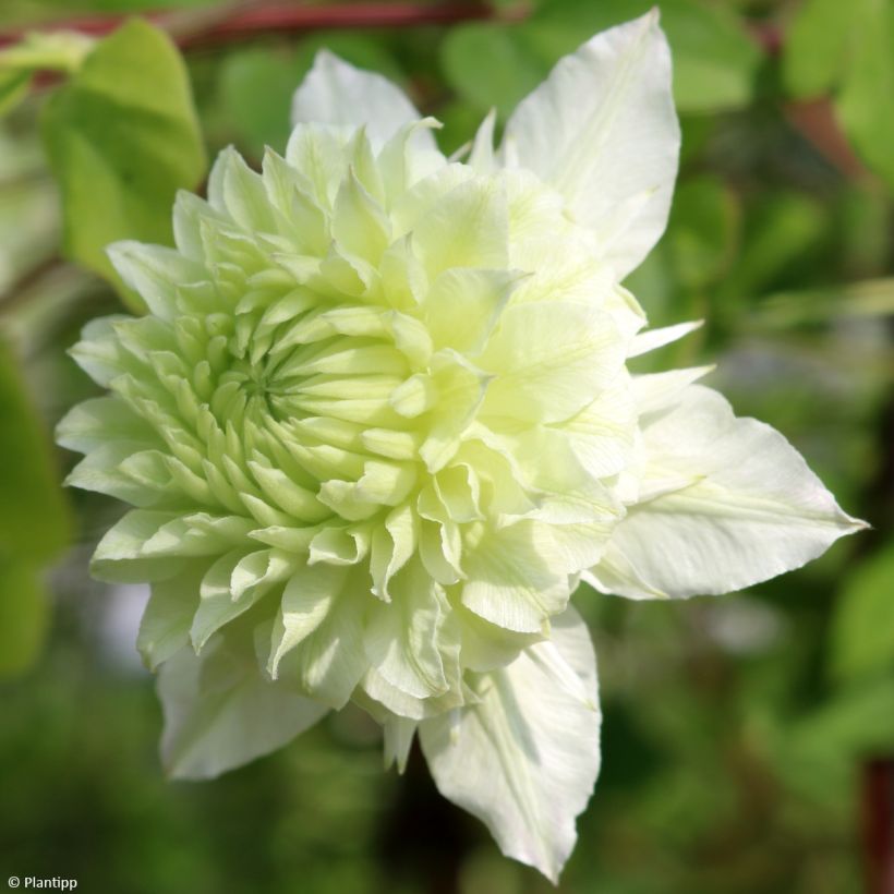 Clematis Manju - Bosrank (Flowering)