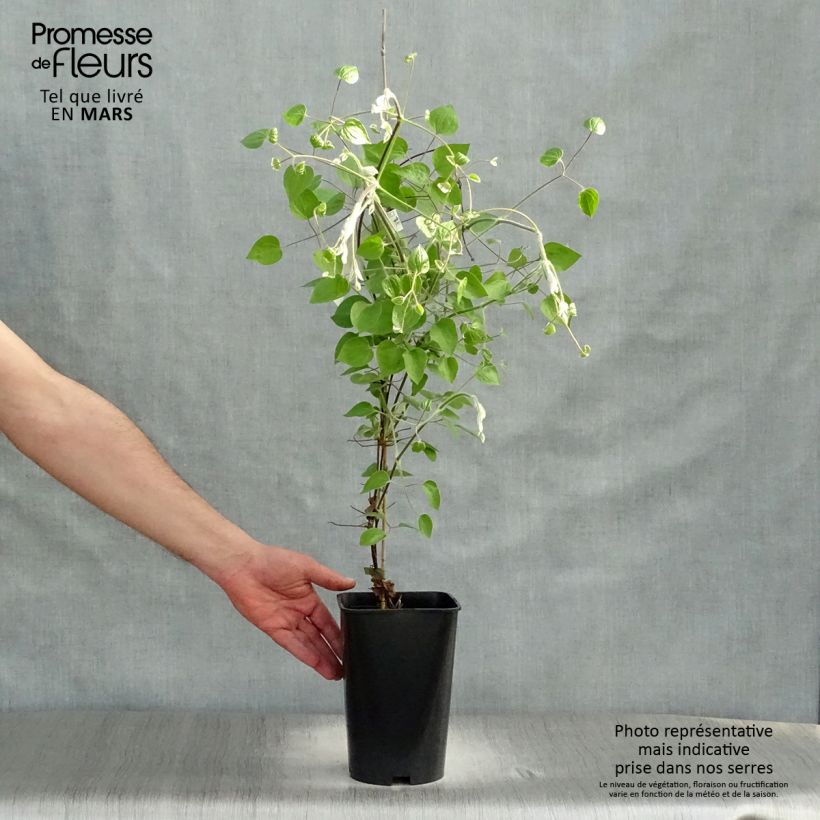 Exemplaar van Clematis Maria Skłodowska Curie - Grootbloemige clematis Pot van 2 l/3 l zoals geleverd in de lente