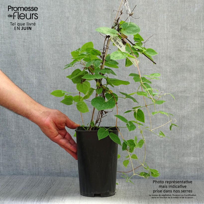 Exemplaar van Clematis Maria Skłodowska Curie - Grootbloemige clematis Pot van 2 l/3 l zoals geleverd in de zomer