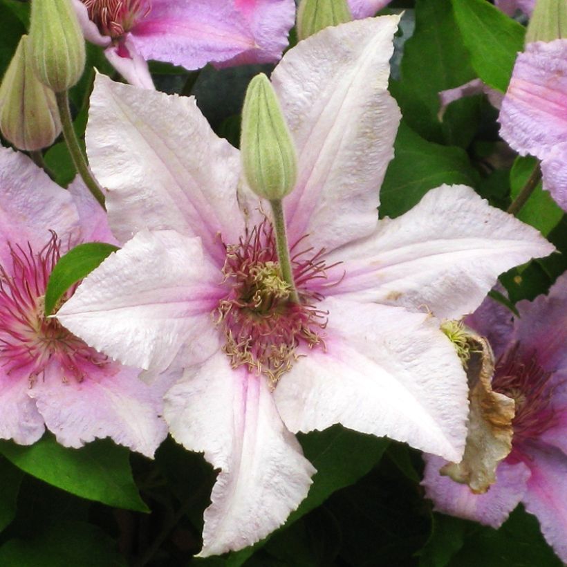Clematis patens Marmori - Bosrank (Bloei)