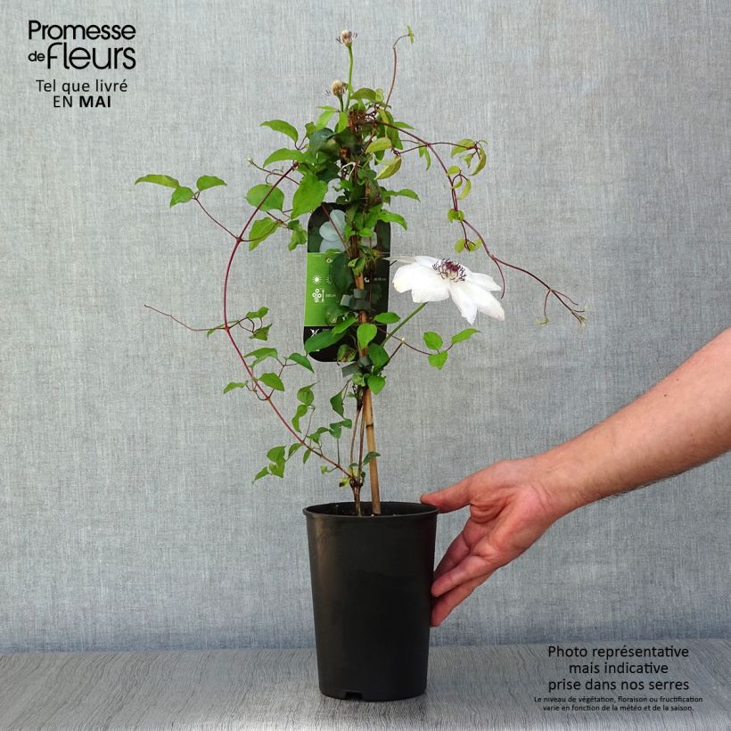 Exemplaar van Clematis Miss Bateman - Grootbloemige bosrank Pot van 2 l/3 l zoals geleverd in de lente