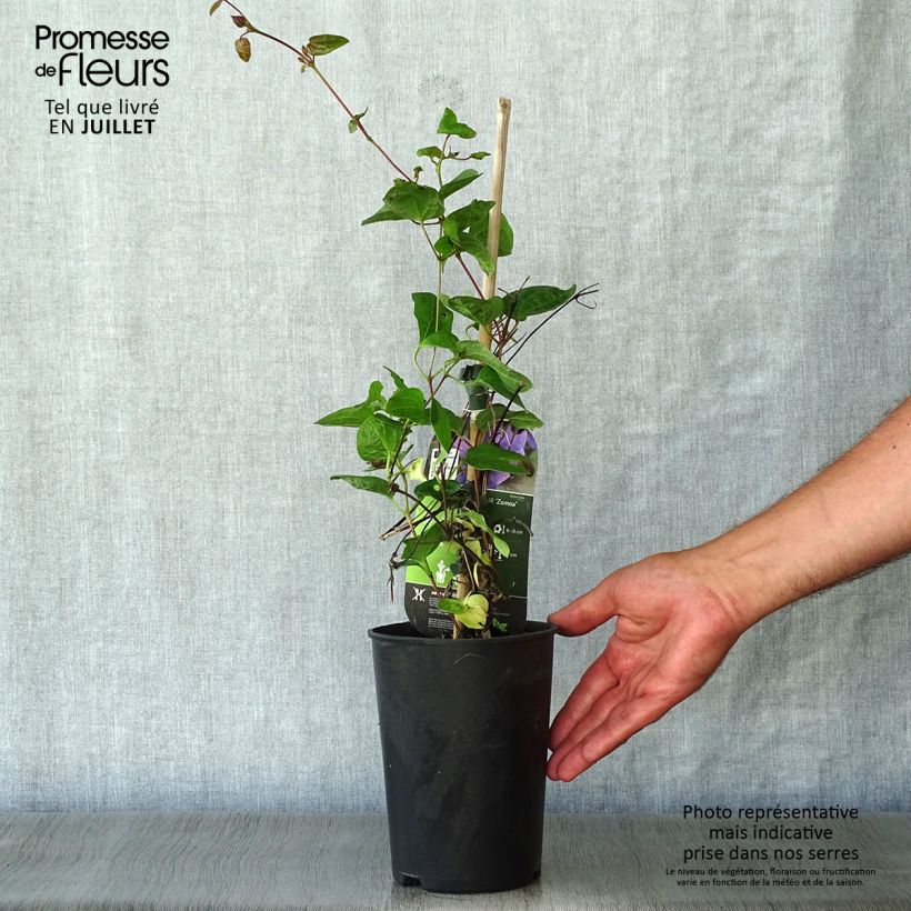 Exemplaar van Clematis Mon Amour Zomoa - Grootbloemige clematis Pot van 2 l/3 l zoals geleverd in de zomer