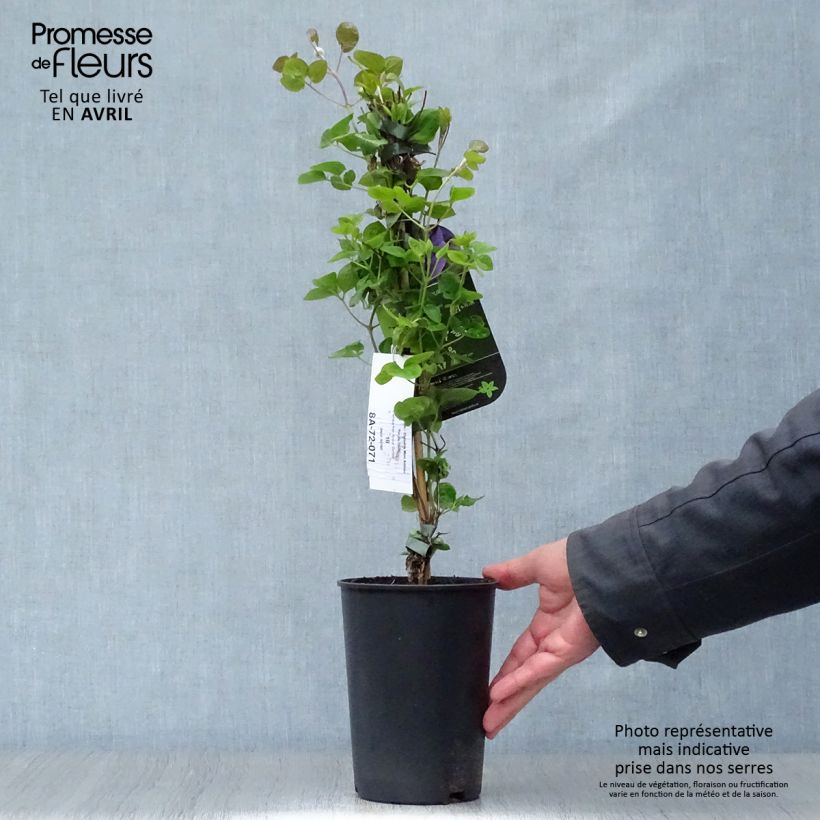 Exemplaar van Clematis Mon Amour Zomoa - Grootbloemige clematis Pot van 2 l/3 l zoals geleverd in de lente