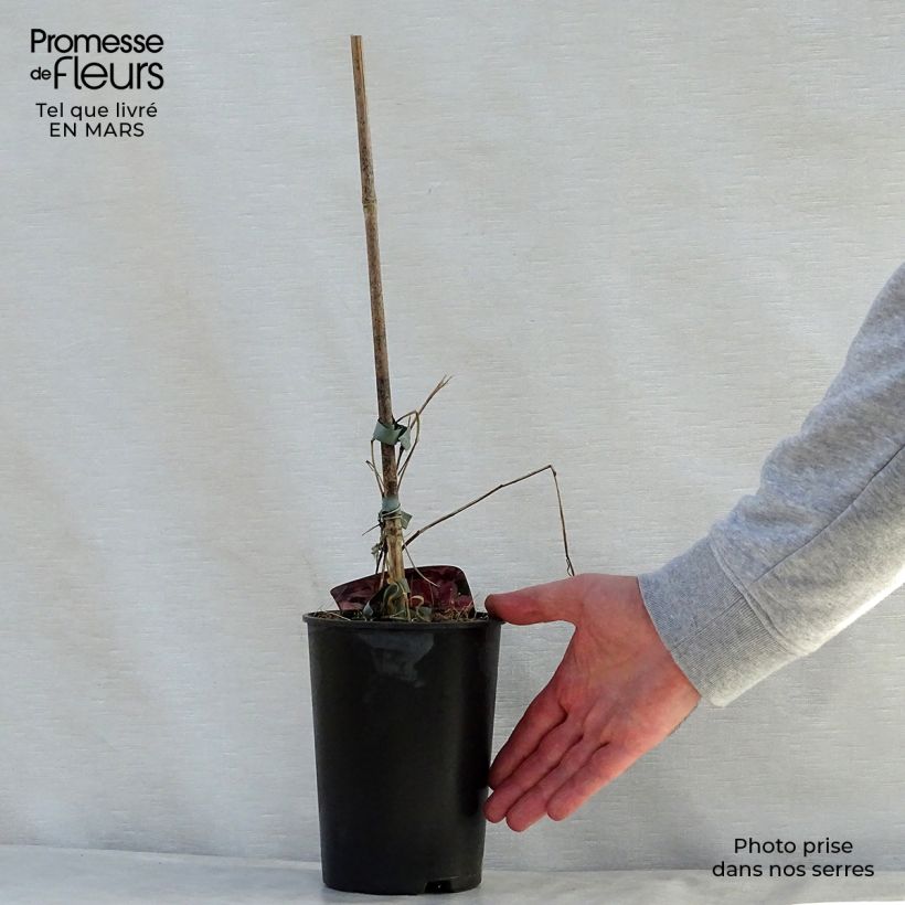 Exemplaar van Clematis patens Mon Cherry - Bosrank Pot van 2 l/3 l zoals geleverd in de lente