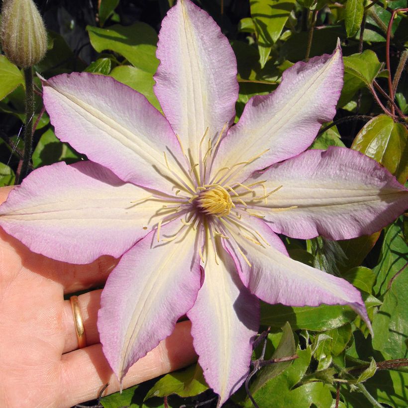 Clematis patens Morning Star - Bosrank (Bloei)