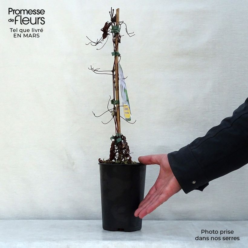 Exemplaar van Clematis patens Morning Star - Bosrank Pot van 2 l/3 l zoals geleverd in de lente