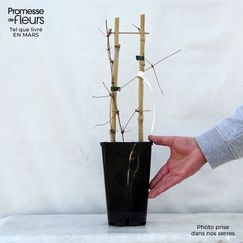 Exemplaar van Clematis Mrs. Georges Jackman - Grootbloemige clematis Pot van 2 l/3 l zoals geleverd in de lente