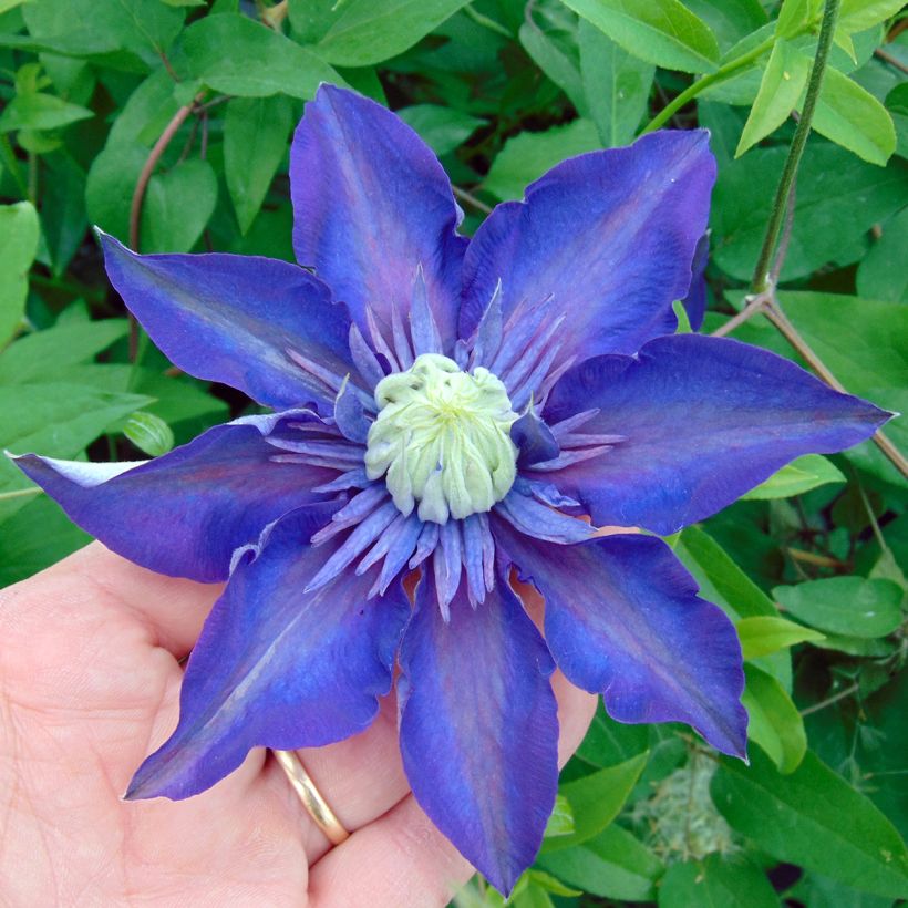 Clematis patens Multi Blue - Bosrank (Bloei)