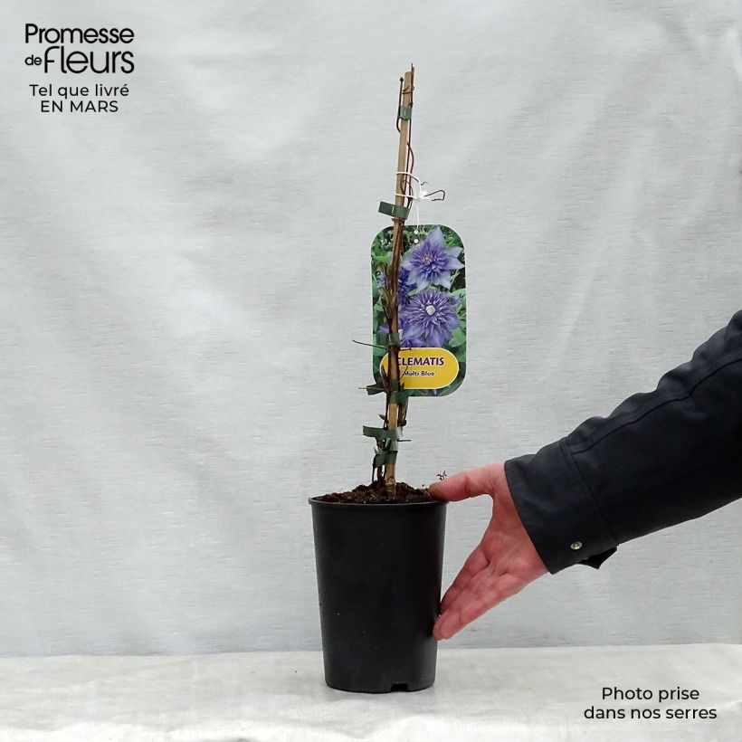 Exemplaar van Clematis patens Multi Blue - Bosrank Pot van 2 l/3 l zoals geleverd in de lente