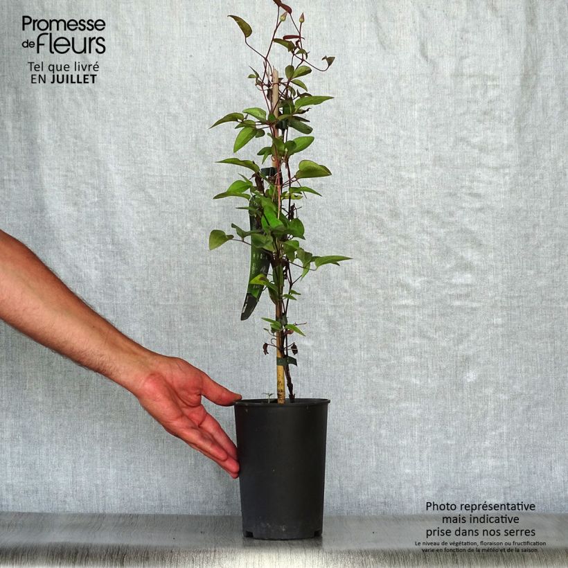 Exemplaar van Clematis patens Multi Blue - Bosrank Pot van 2 l/3 l zoals geleverd in de zomer