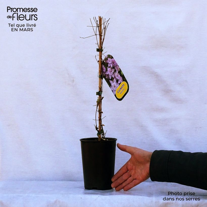 Example of Clematis Multi Pink - Grootbloemige clematis Pot van 2 l/3 l as you get in printemps