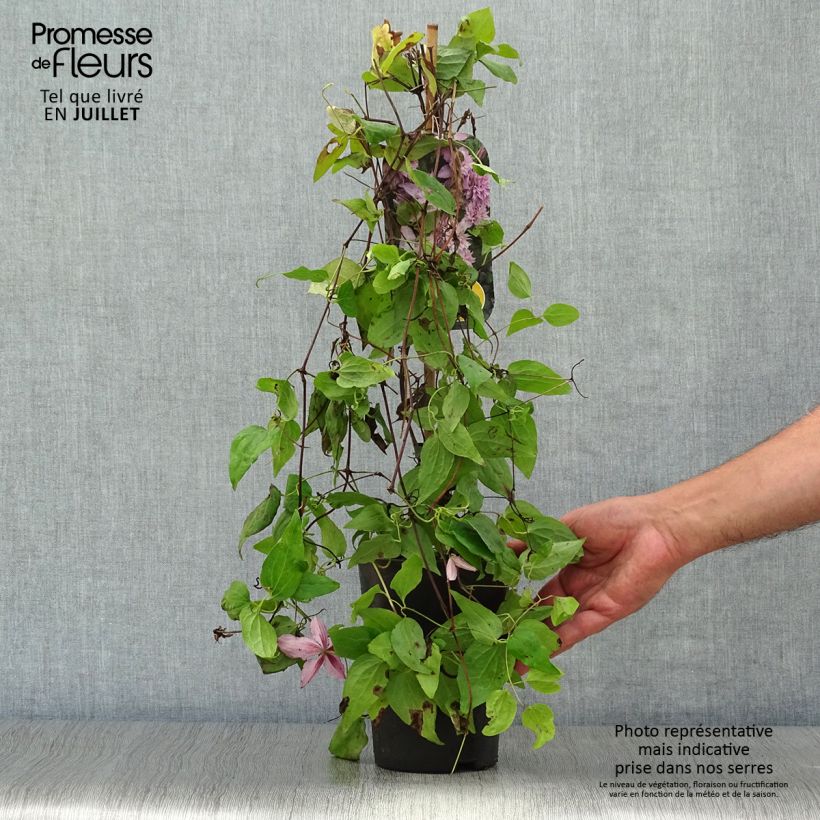 Exemplaar van Clematis Multi Pink - Grootbloemige clematis Pot van 2 l/3 l zoals geleverd in de zomer