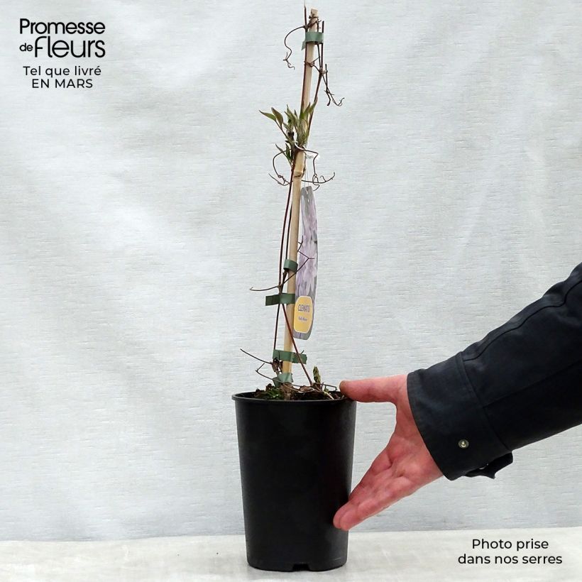 Exemplaar van Clematis lanuginosa Nelly Moser - Grootbloemige clematis Pot van 2 l/3 l zoals geleverd in de lente