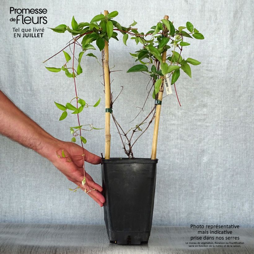 Exemplaar van Clematis lanuginosa Nelly Moser - Grootbloemige clematis Pot van 2 l/3 l zoals geleverd in de zomer