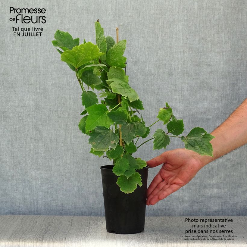 Exemplaar van Clematis New Love - Struikclematis Pot van 2 l/3 l zoals geleverd in de zomer
