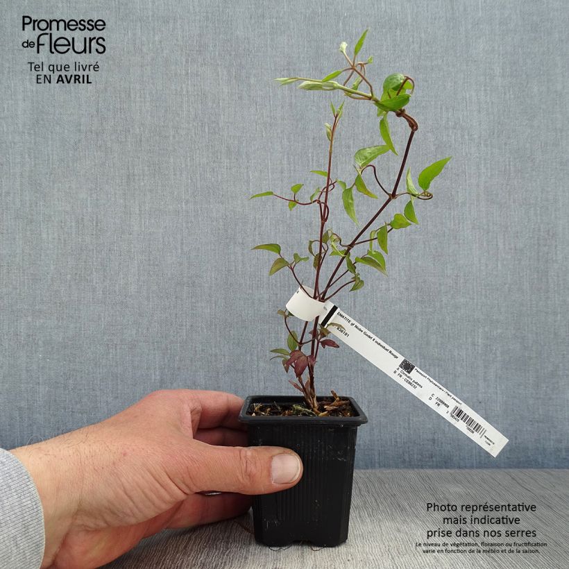 Exemplaar van Clematis Niobe - Grootbloemige clematis Kweekpotje van 8/9 cm zoals geleverd in de lente