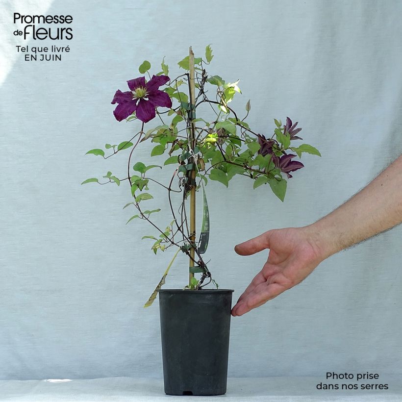 Exemplaar van Clematis Niobe - Grootbloemige clematis Pot van 2 l/3 l zoals geleverd in de zomer