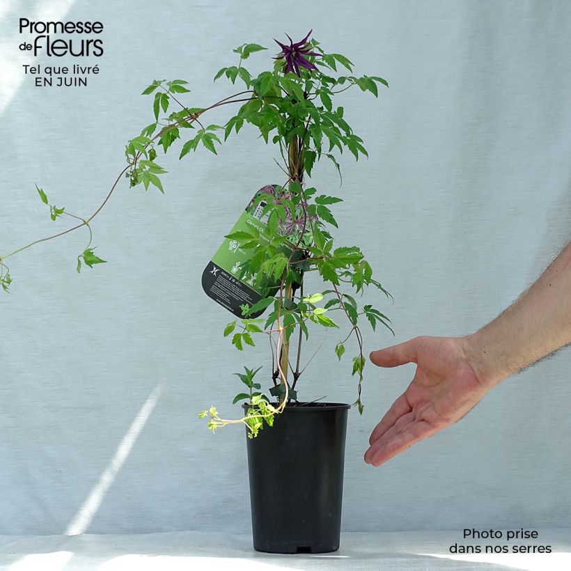 Exemplaar van Clematis Octopus - Kleinbloemige clematis Pot van 2 l/3 l zoals geleverd in de zomer